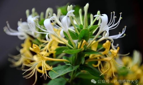 鹿骨胶的功效与作用吃法大全-鹿骨胶的功效与作用网 | 鹿骨胶的功效与作用及副作用,鹿骨胶的功效与主治