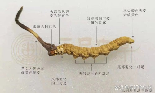 鹿骨胶的功效与作用网 | 鹿骨胶的功效与作用及副作用,鹿骨胶的功效与主治